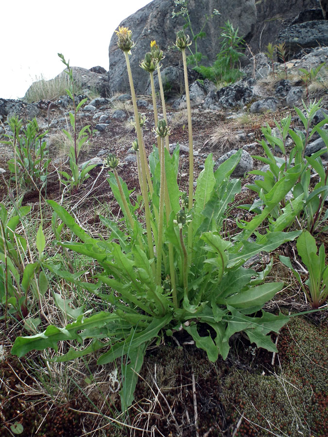 Image of genus Taraxacum specimen.