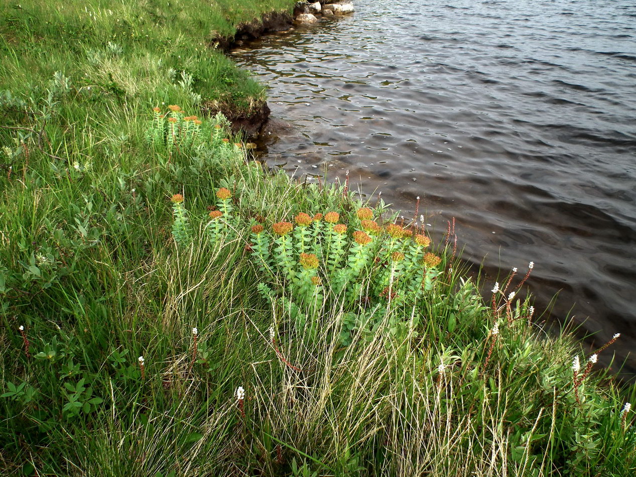 Image of Rhodiola rosea specimen.