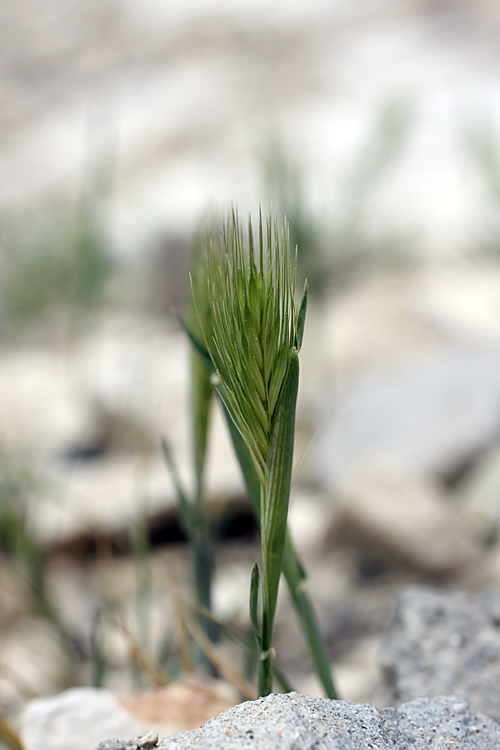 Image of genus Hordeum specimen.