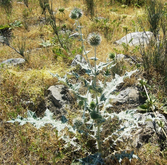 Image of Echinops leucographus specimen.