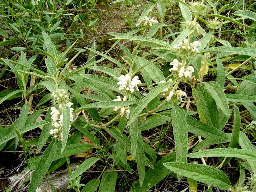 Image of Phlomis cancellata specimen.