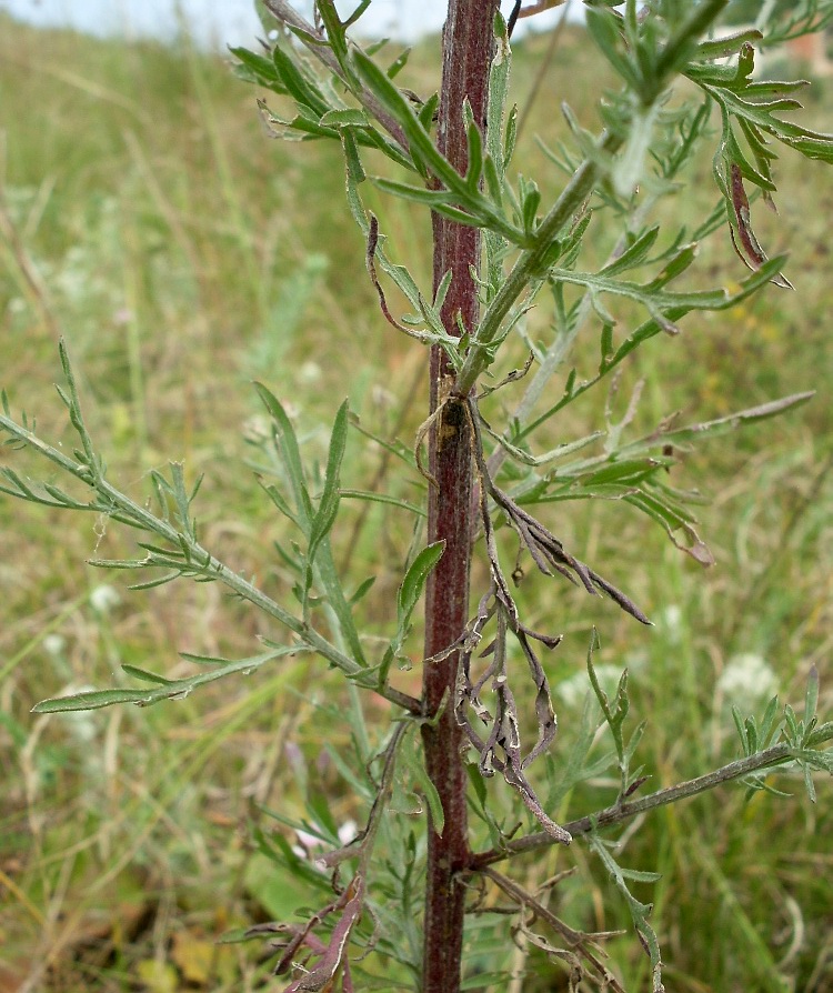 Image of Centaurea stoebe specimen.