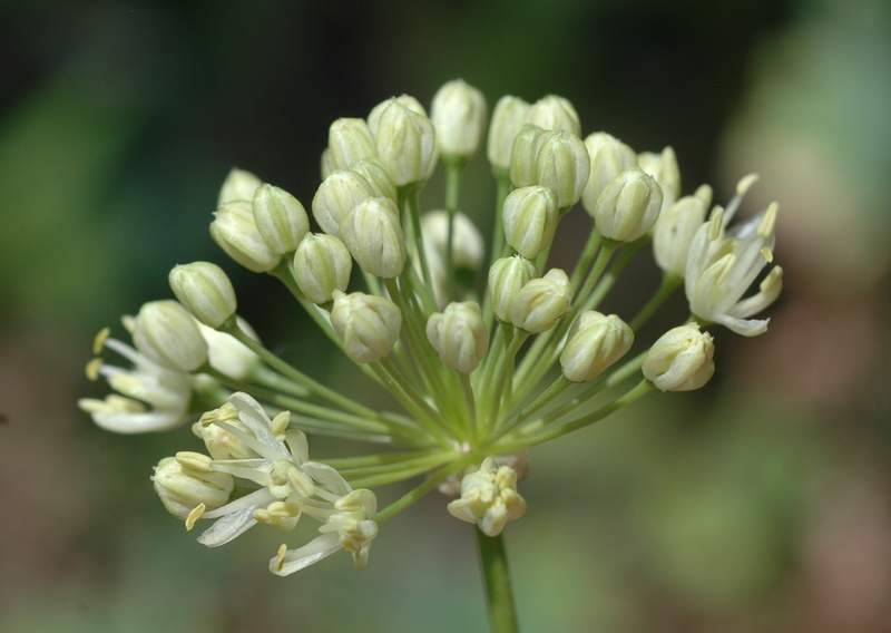 Image of Allium flavescens specimen.