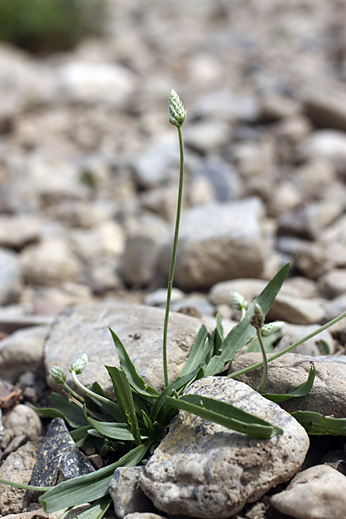 Image of Plantago lanceolata specimen.