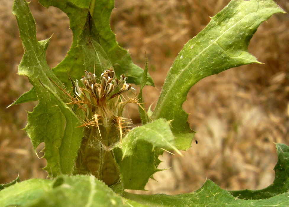 Image of Centaurea benedicta specimen.