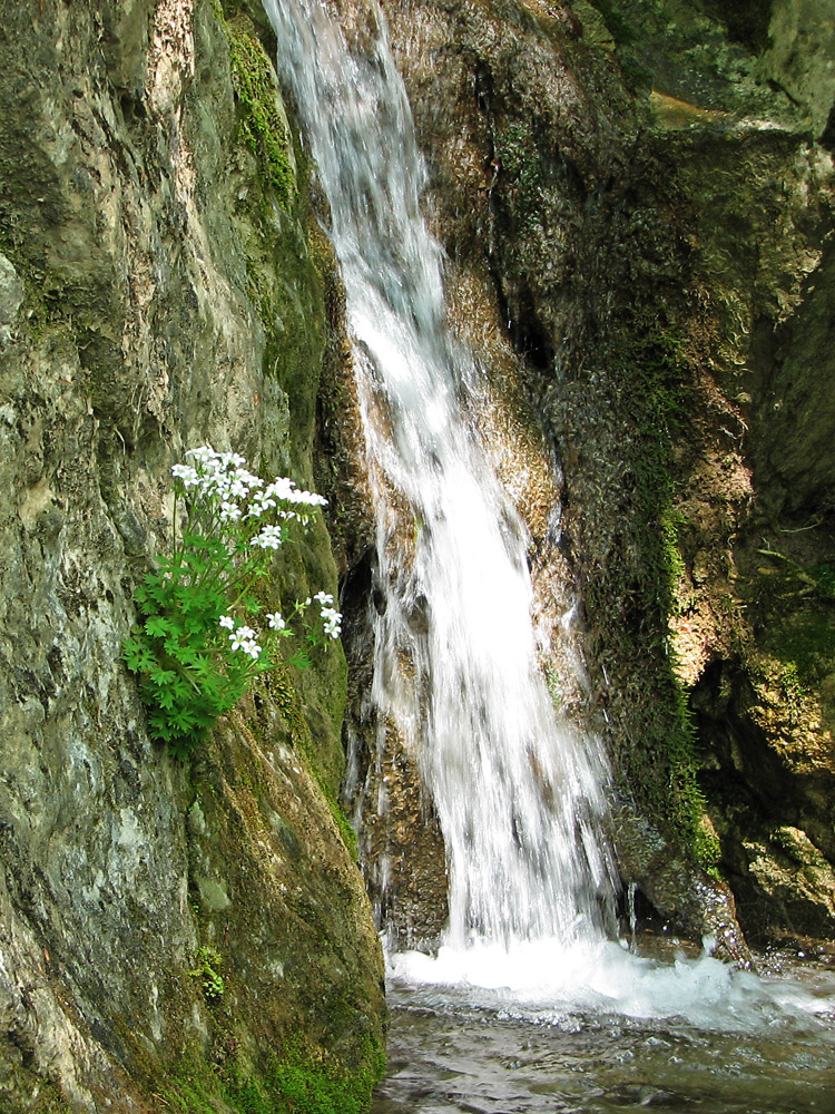 Image of Saxifraga irrigua specimen.