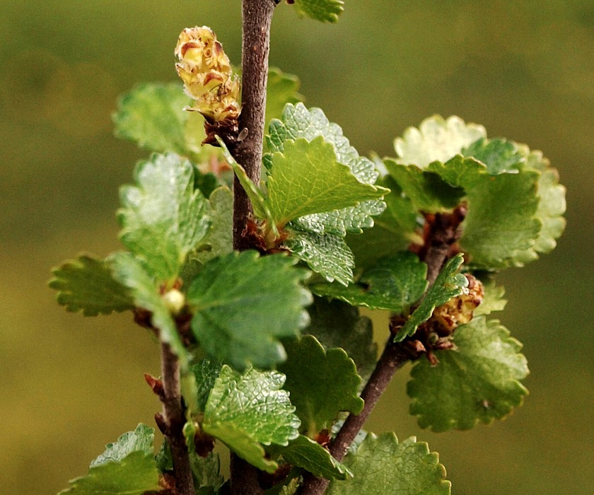 Image of Betula nana specimen.