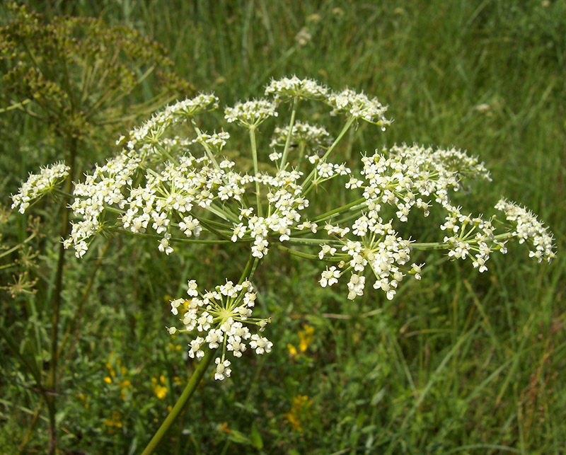 Image of Peucedanum oreoselinum specimen.