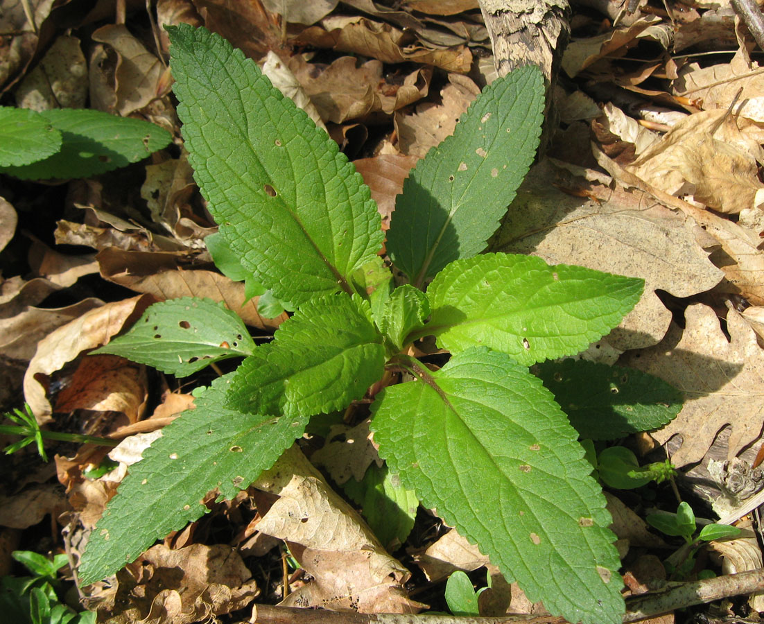 Image of Scrophularia umbrosa specimen.