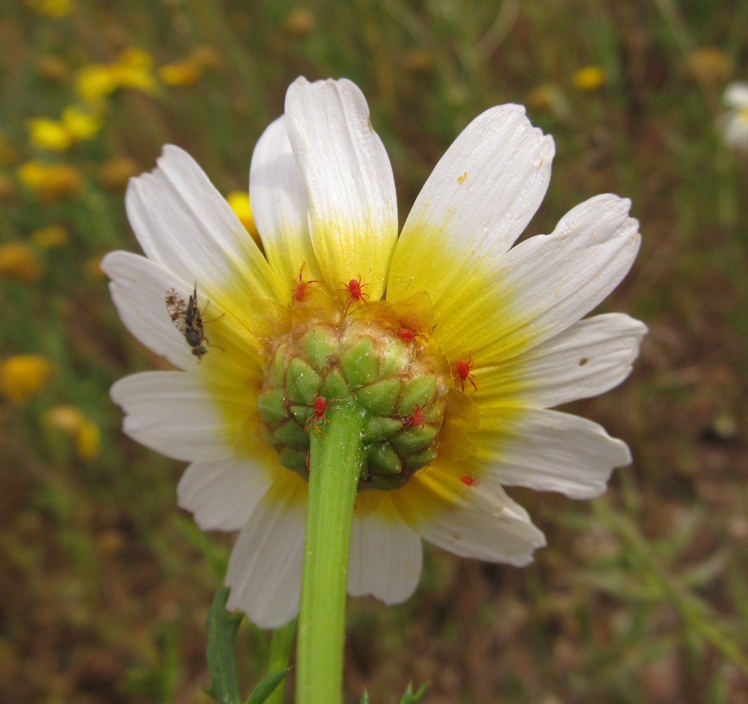 Image of Glebionis coronaria specimen.