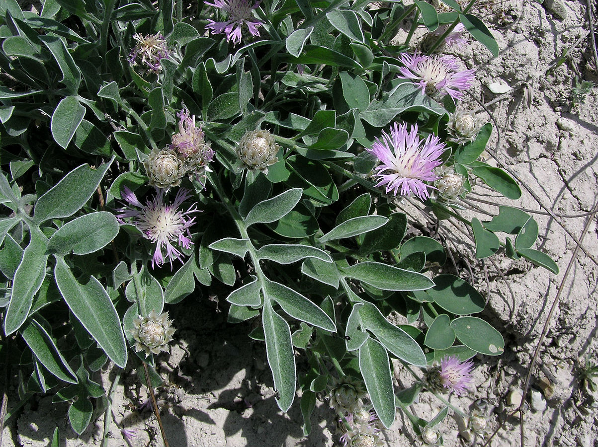 Изображение особи Psephellus carbonatus.