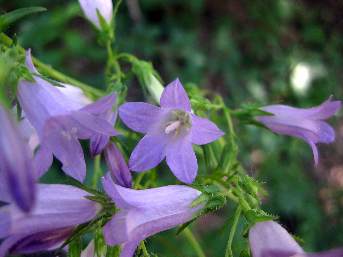 Image of genus Campanula specimen.