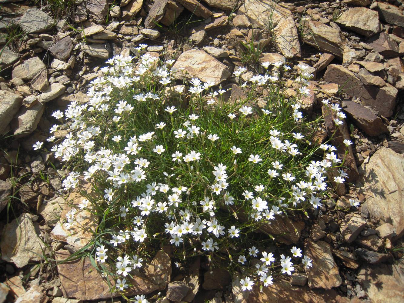 Изображение особи Dichodon cerastoides.