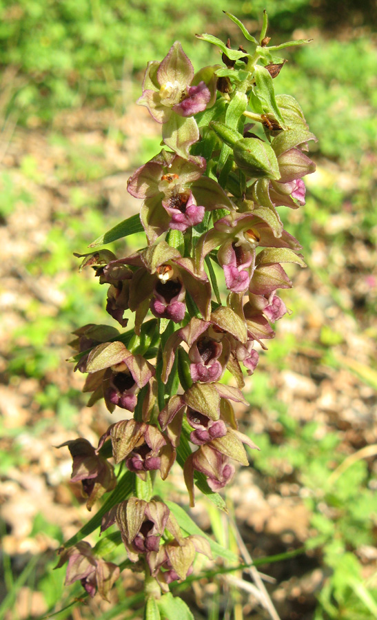 Изображение особи Epipactis helleborine.