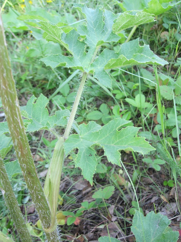 Изображение особи Heracleum sibiricum.