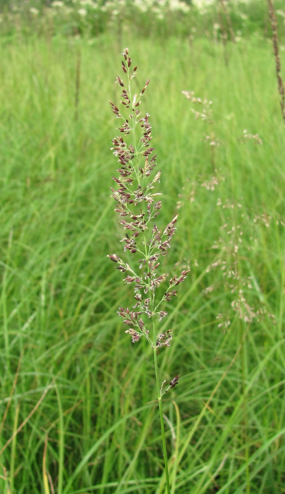 Изображение особи Calamagrostis neglecta.