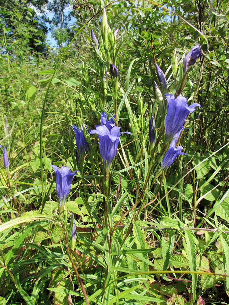 Изображение особи Gentiana pneumonanthe.