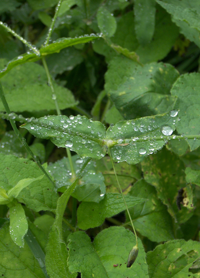 Image of Cerastium davuricum specimen.