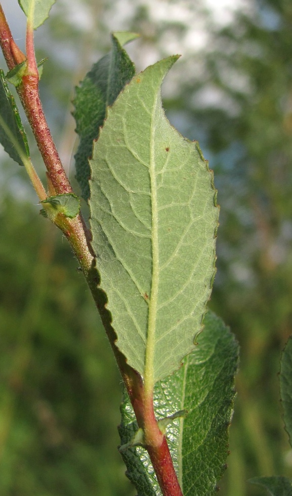 Image of Salix bebbiana specimen.