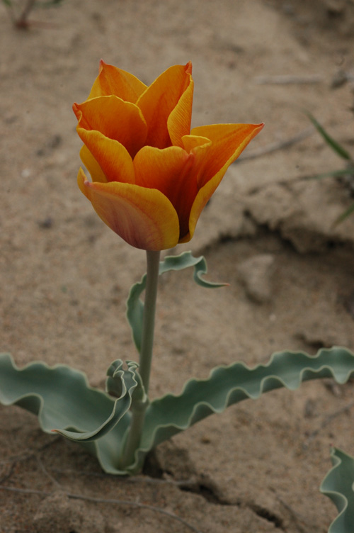 Image of Tulipa behmiana specimen.