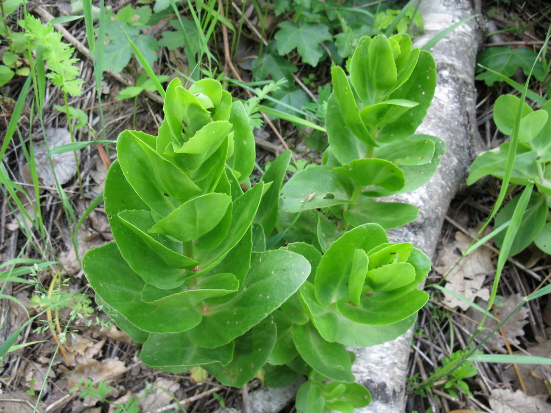 Image of Hylotelephium caucasicum specimen.