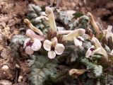 Pedicularis semenowii