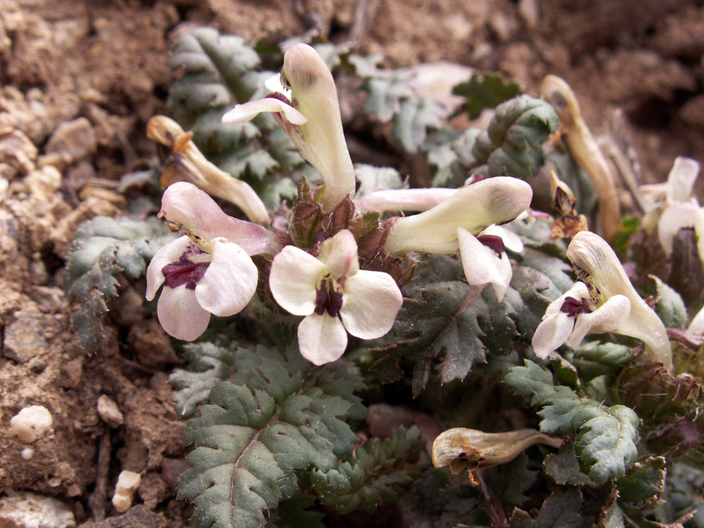 Изображение особи Pedicularis semenowii.