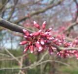 Cercis canadensis. Соцветие с бутонами. Украина, г. Кривой Рог, Ботанический сад НАН Украины. 26.04.2009.