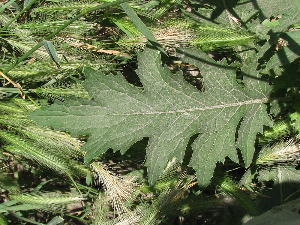 Image of Carduus crispus specimen.