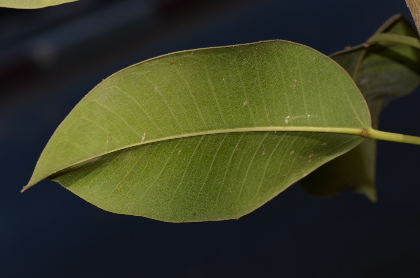 Image of Ficus obliqua specimen.