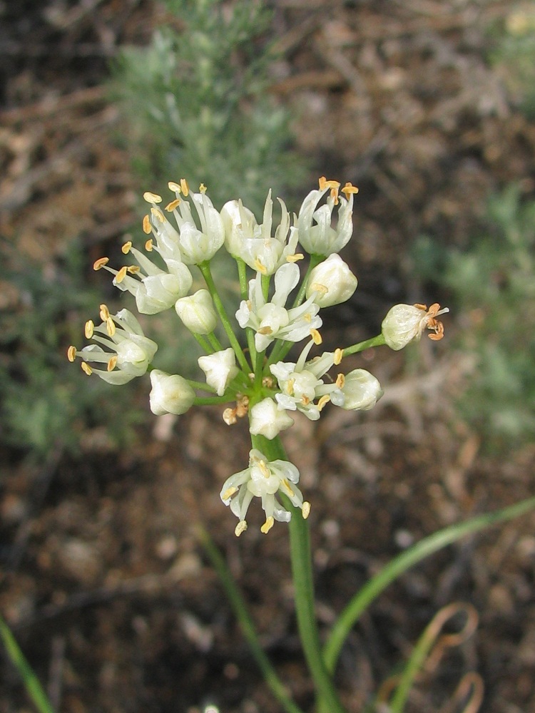 Изображение особи Allium flavescens.