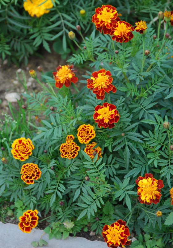 Image of Tagetes patula specimen.