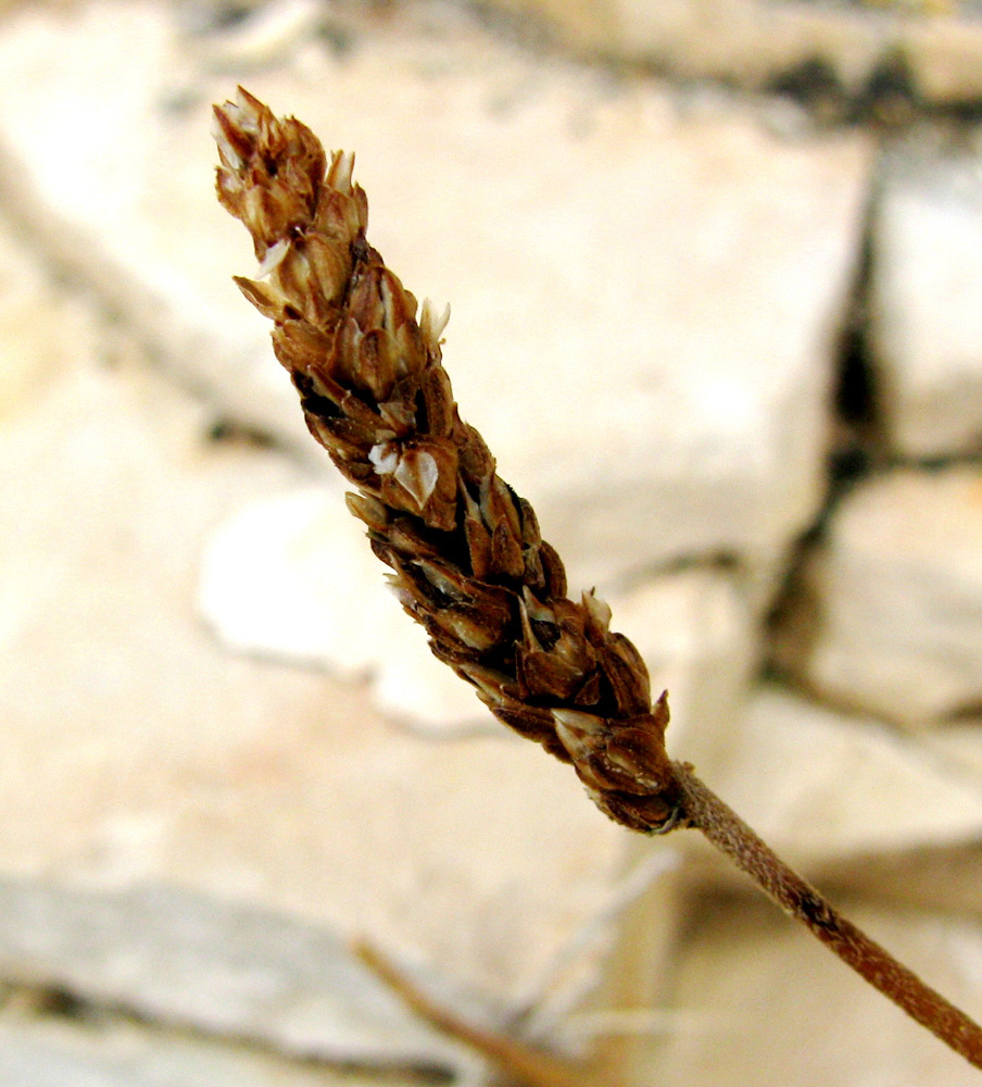 Image of Plantago crassifolia specimen.