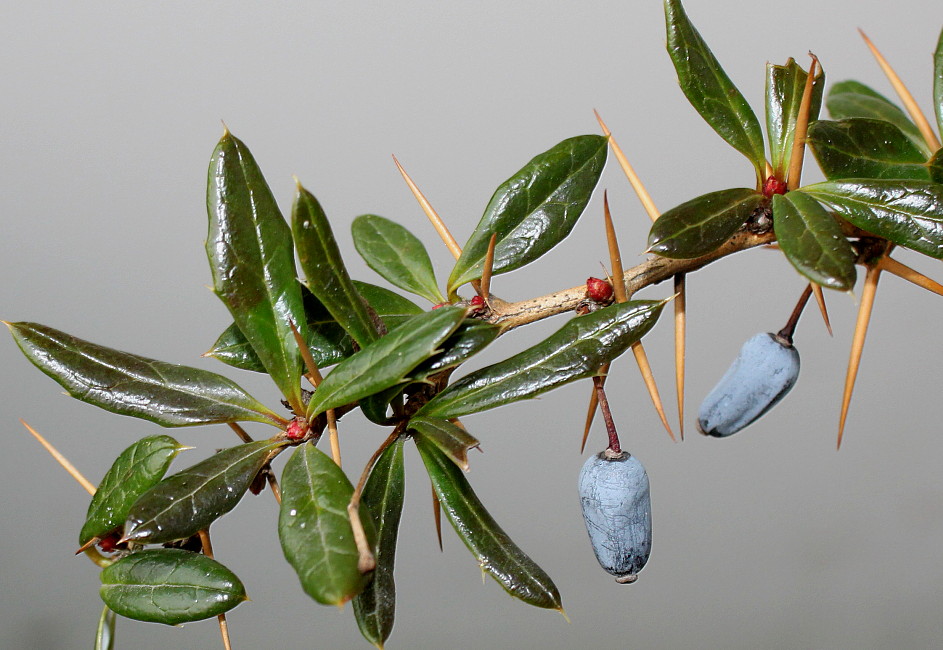 Image of Berberis verruculosa specimen.