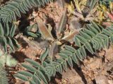 Astragalus sparsus. Соплодие и листья. Израиль, Эйлатские горы. 15.02.2013.