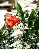 Смотреть изображение Punica granatum