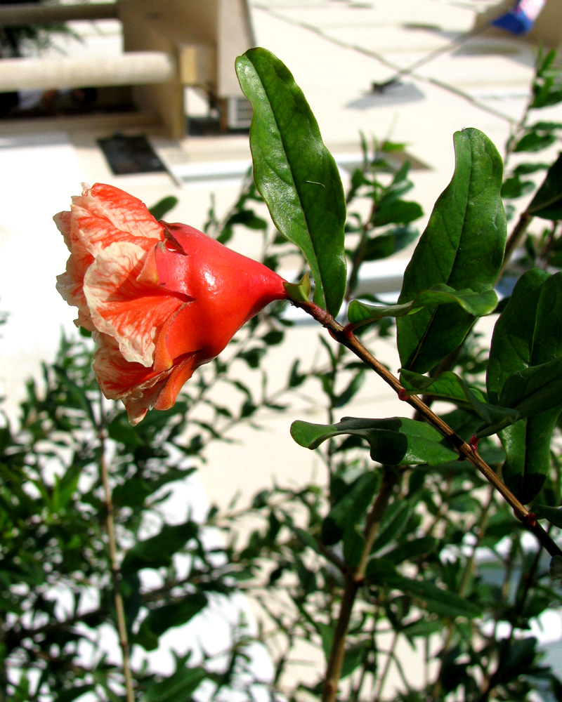 Image of Punica granatum specimen.