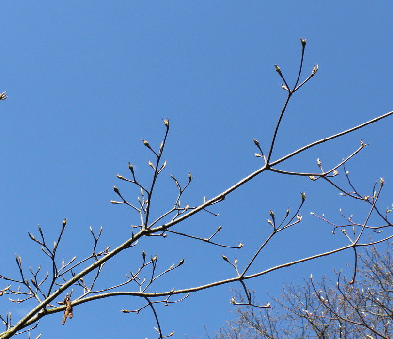 Image of Cynoxylon sinense specimen.