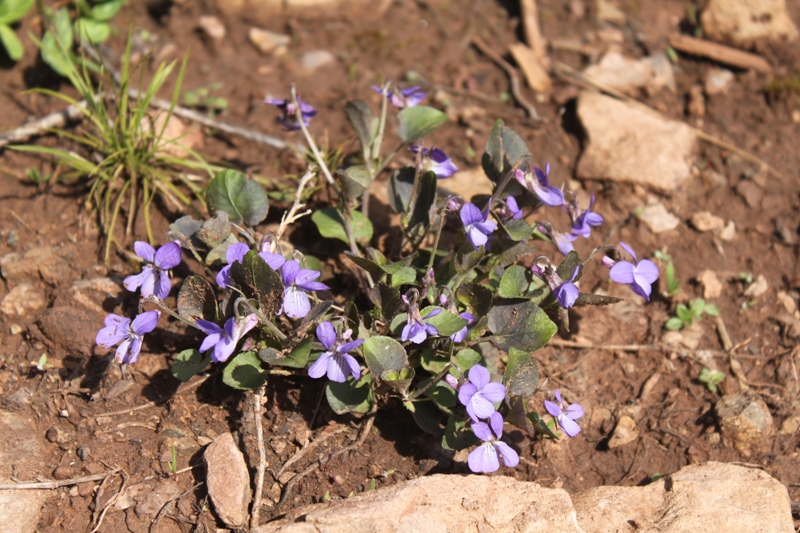 Image of Viola rupestris specimen.