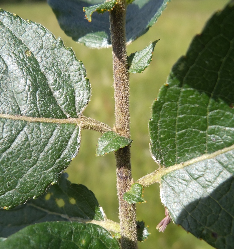 Image of Salix latifolia specimen.