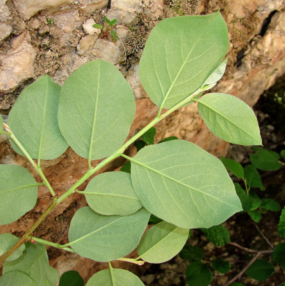 Image of Cotoneaster melanocarpus specimen.