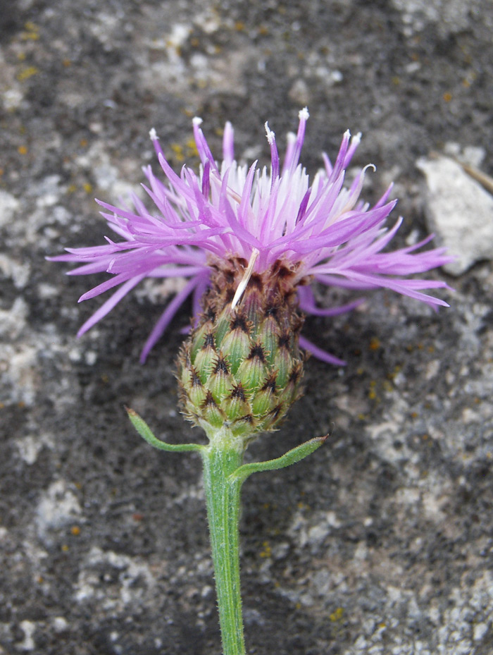 Изображение особи Centaurea stoebe.