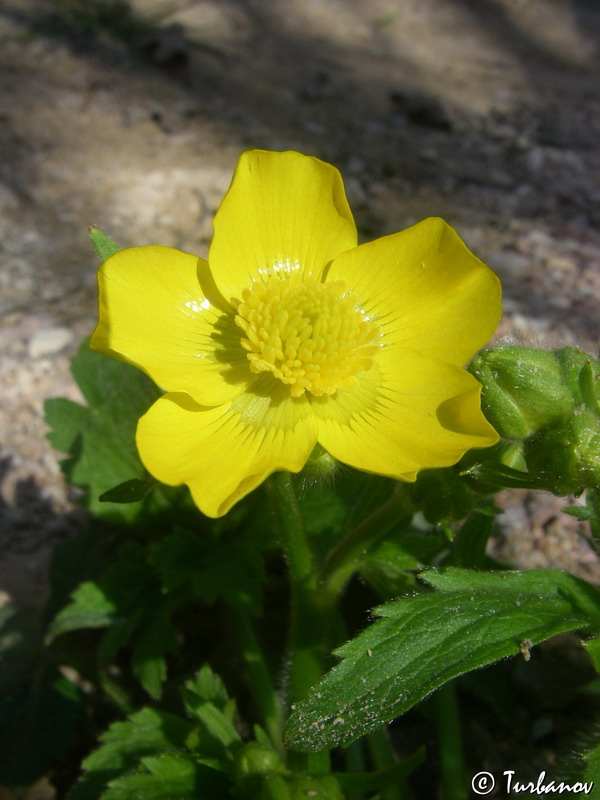 Image of genus Ranunculus specimen.