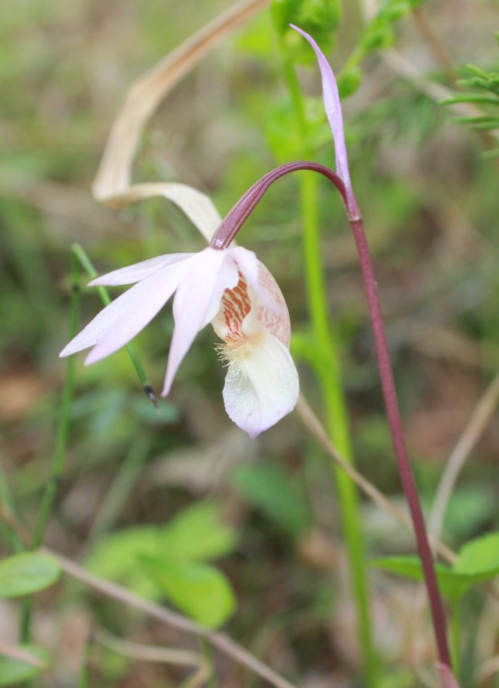 Изображение особи Calypso bulbosa.