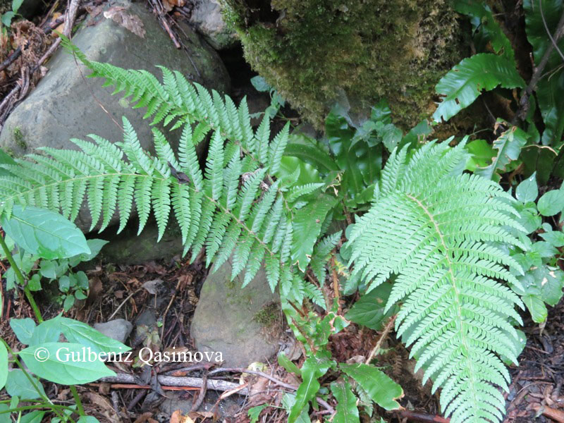 Image of Dryopteris filix-mas specimen.