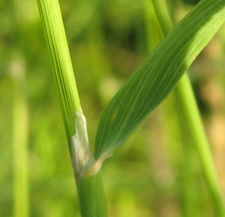 Изображение особи Calamagrostis canescens.