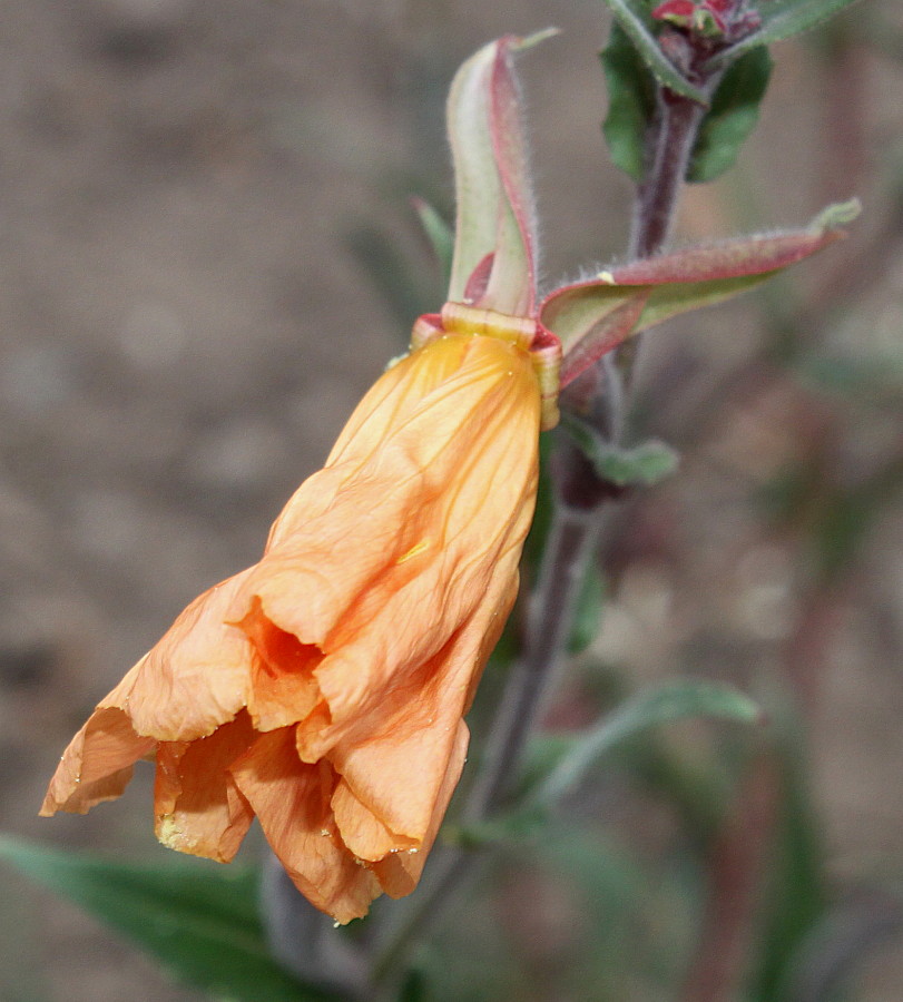 Изображение особи Oenothera argillicola.