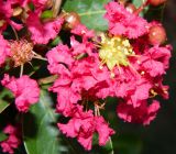 Lagerstroemia indica