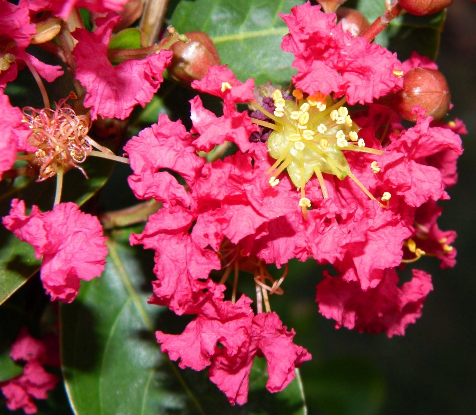 Image of Lagerstroemia indica specimen.