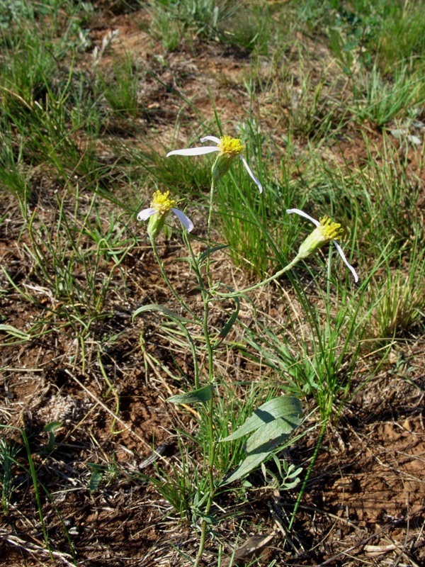 Image of Galatella divaricata specimen.